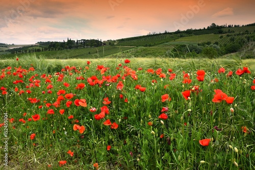 Beautiful poppies in the Tuscan countryside. Italy.