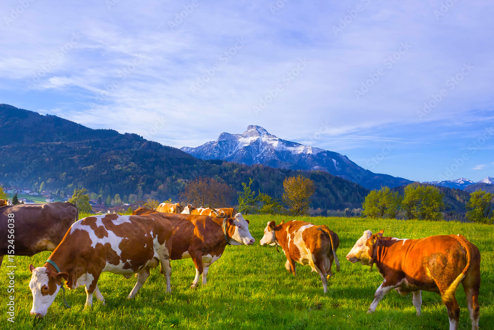 Cows on austrian alp, Salzburger Land, Austria Cows on austrian alp, Salzburger Land, Austria