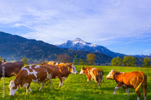 Cows on austrian alp  Salzburger Land  Austria