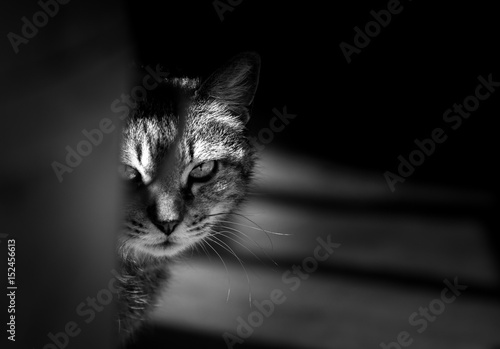 Fotografi Tiger cat hiding and staring in a menacing way