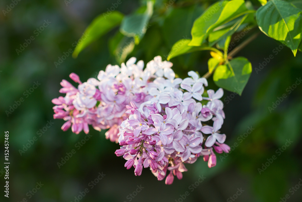Branch of lilac flowers with the leaves Branch of lilac flowers with the leaves