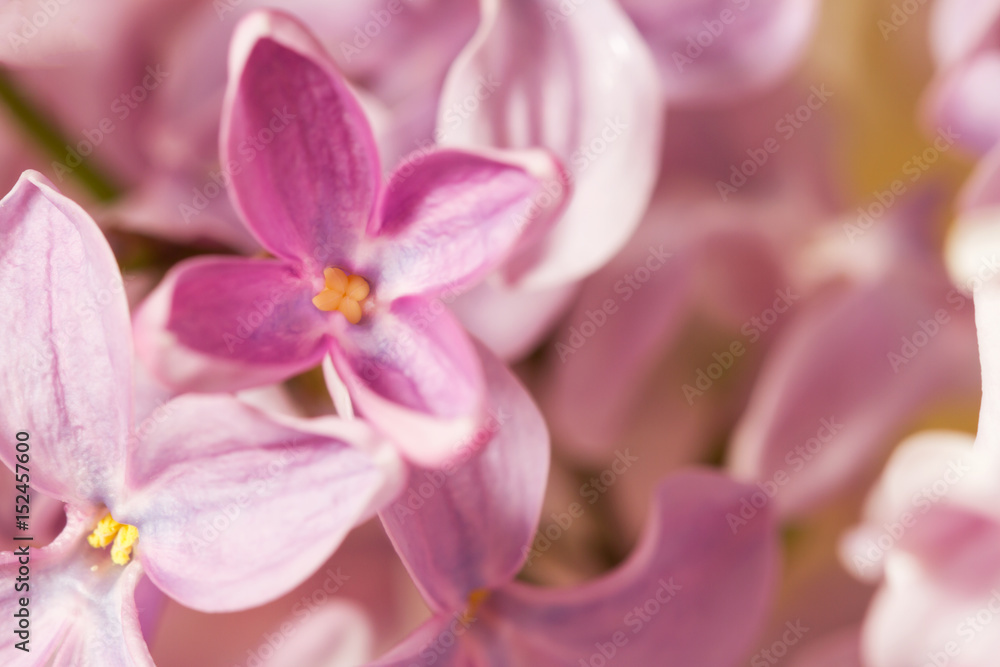 Macro image of spring lilac violet flowers. Selective focus