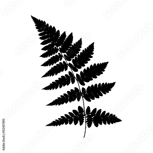 Fern. Silhouette. Black on a white background. Vector illustration.