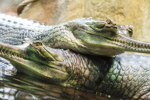 Gharial crocodile, also knows as the gavial