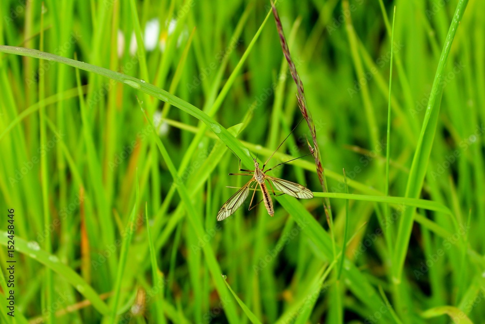 moustique cousin dans les herbes