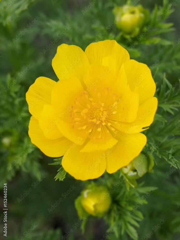 Adonis vernalis Adonis vernalis