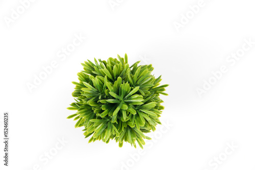 Small tree on high angle background isolated