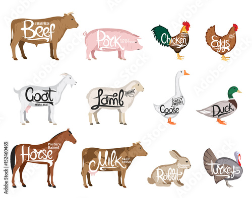 Fototapeta Naklejka Na Ścianę i Meble -  Vector farm animals collection. Butchery icon templates