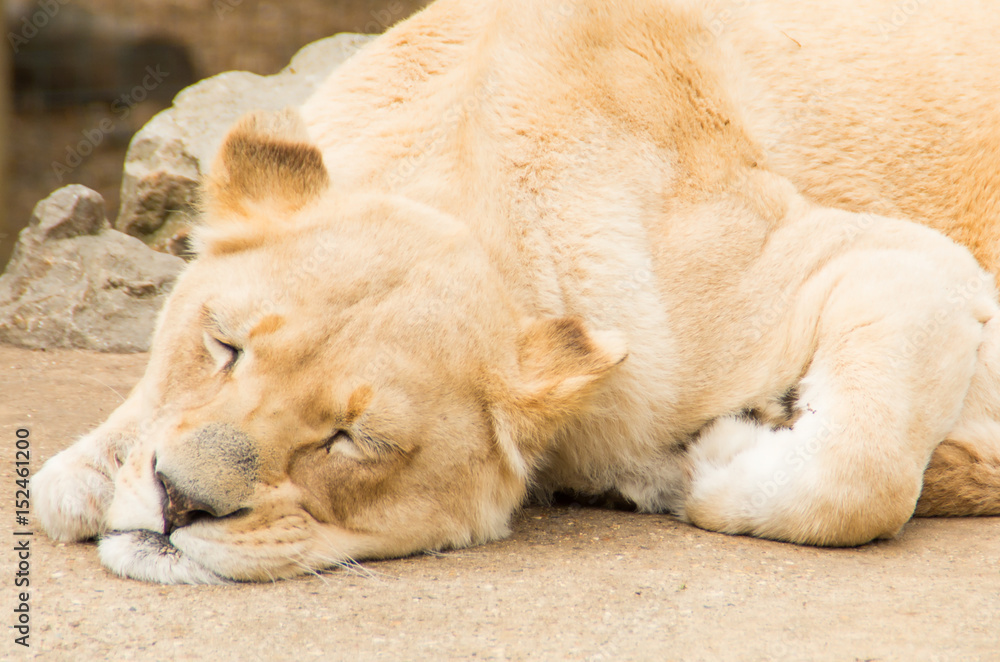 Fototapeta premium the lion sleeps
