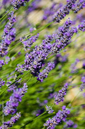 Garden with flourishing lavender in France