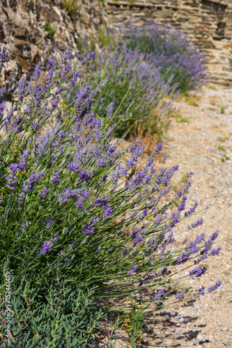 Garden with flourishing lavender in France  