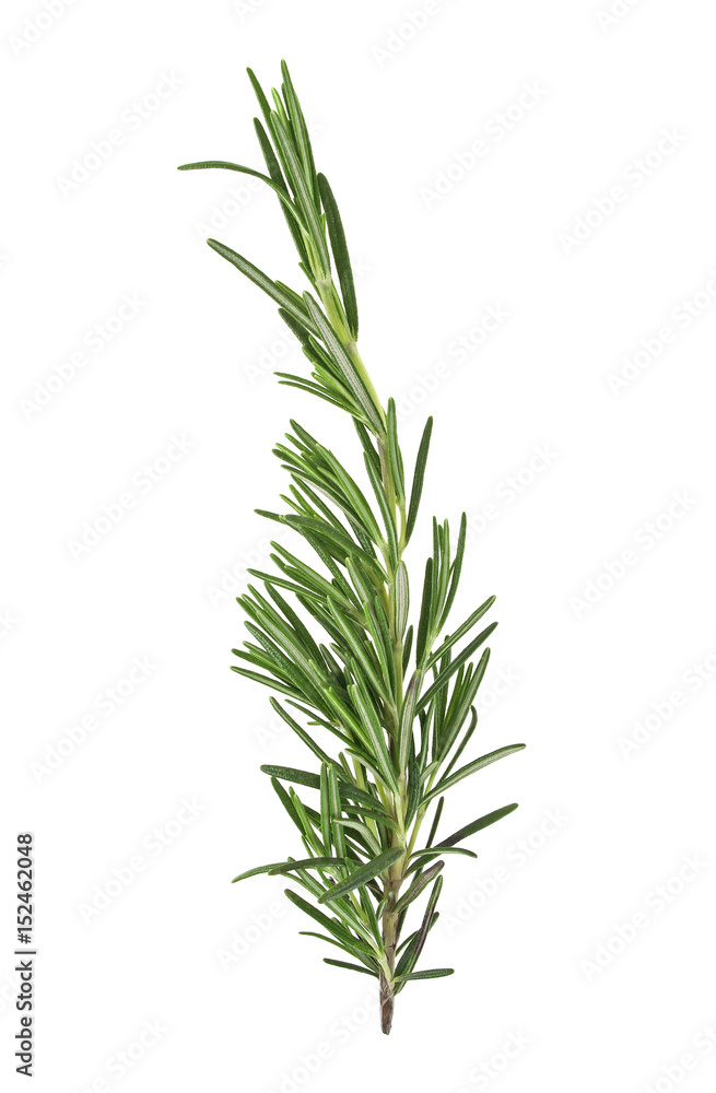 Rosemary sprig isolated on white background Rosemary sprig isolated on white background