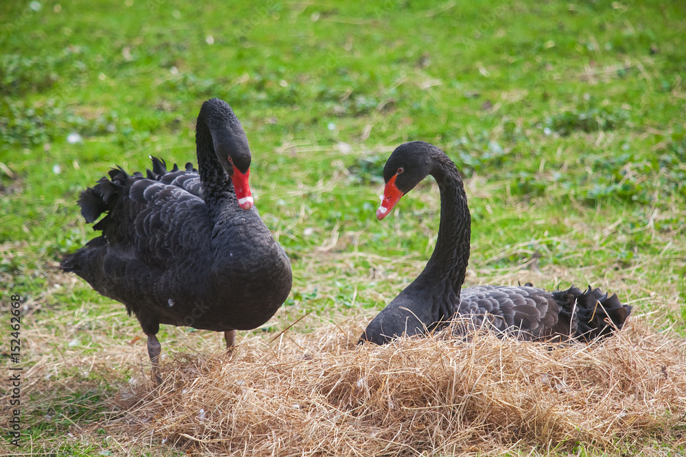 Black swans in love Black swans in love