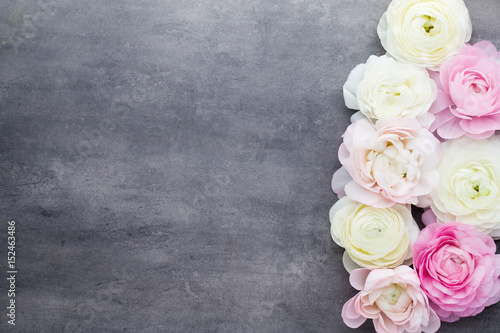 Beautiful colored ranunculus flowers on a gray background.