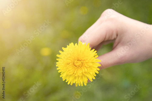Yellow dandelion in the girl's hand