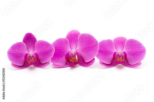 Pink orchid on the white background.