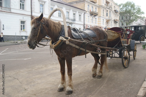 The horse harnessed to the cart © Vita