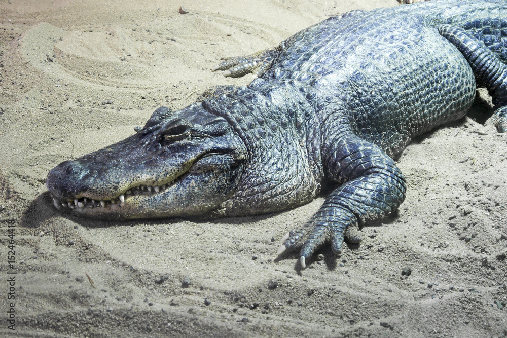 Obraz premium Krokodil auf Sand