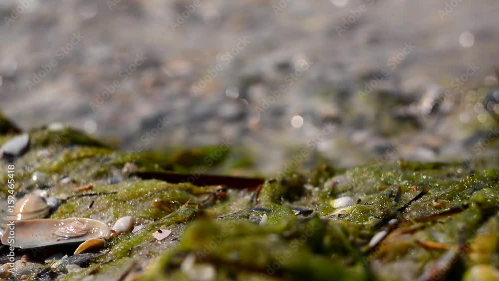 The waves of the sea and the beach from seaweed and shells. Foam of sea water. Sunlight on sea water. The waves of the sea and the beach from seaweed and shells. Foam of sea water. Sunlight on sea water.