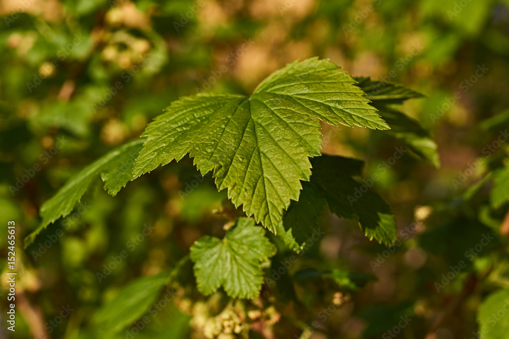 Currant Leaf/Green leaf of a currant on a blurred background. Spring. Russia, Moscow region, May. Shade from a sheet of currant.