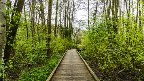Obraz na plátně wooden footpath in the forest
