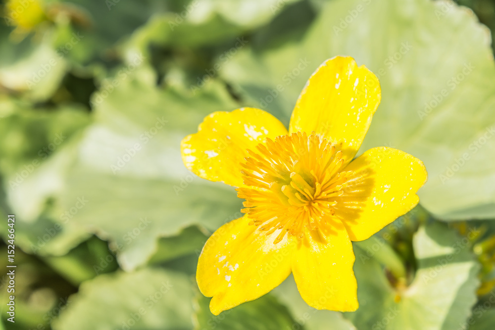 Yellow meadow flower with five petals on a background of green vegetation
