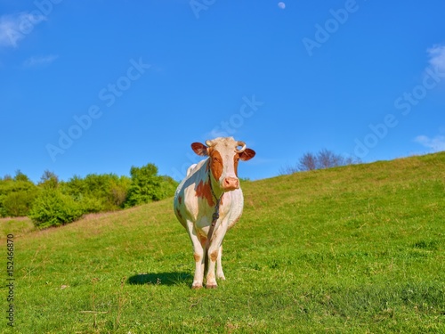 front view of the cow on spring green meadow 