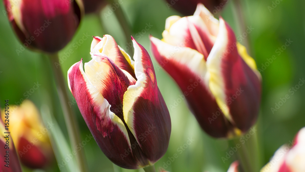 Schöne Gavato Tulpe Schöne Gavato Tulpe