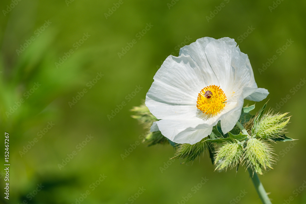 Fototapeta premium White Prickly Poppy (Argemone albiflora) wildflower blooming in spring. Natural green background with copy space.