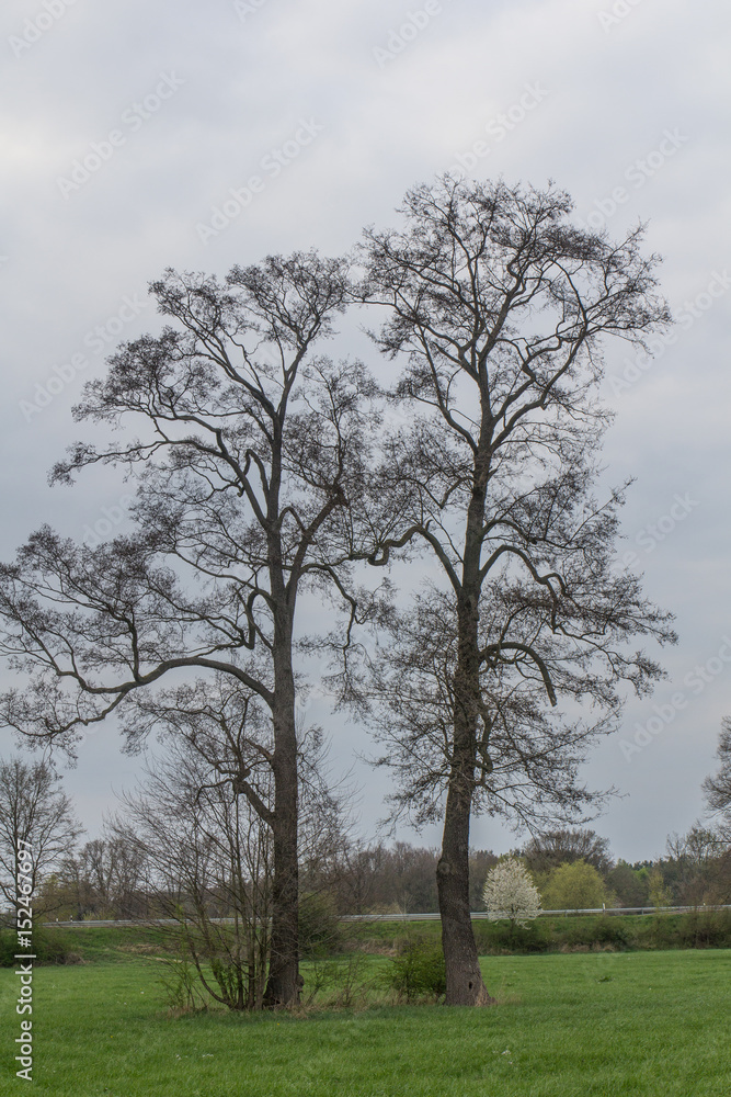 Obraz premium Spring landscape