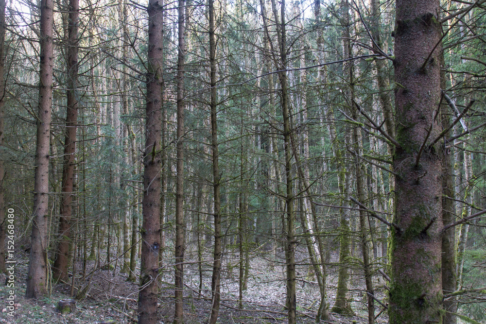 Fototapeta premium forest in spring