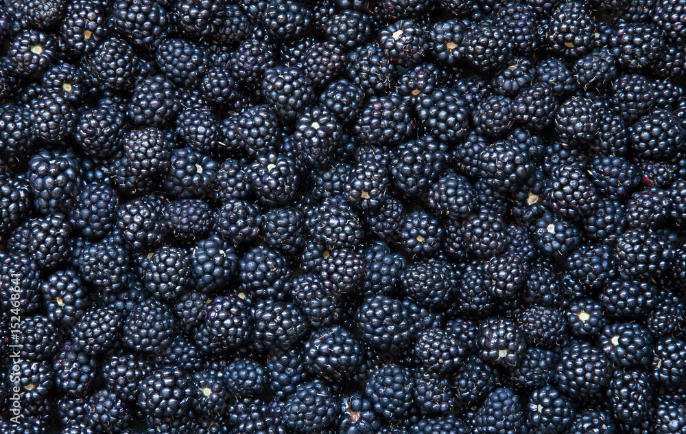 Background from fresh Blackberries - obrazy, fototapety, plakaty 