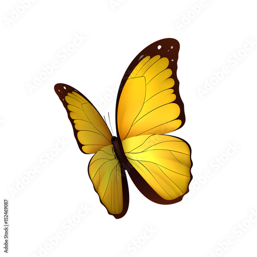 Butterfly yellow isolated on white background. Butterflies Insects Lepidoptera Morpho amathonte. Emblema icons vector illustration