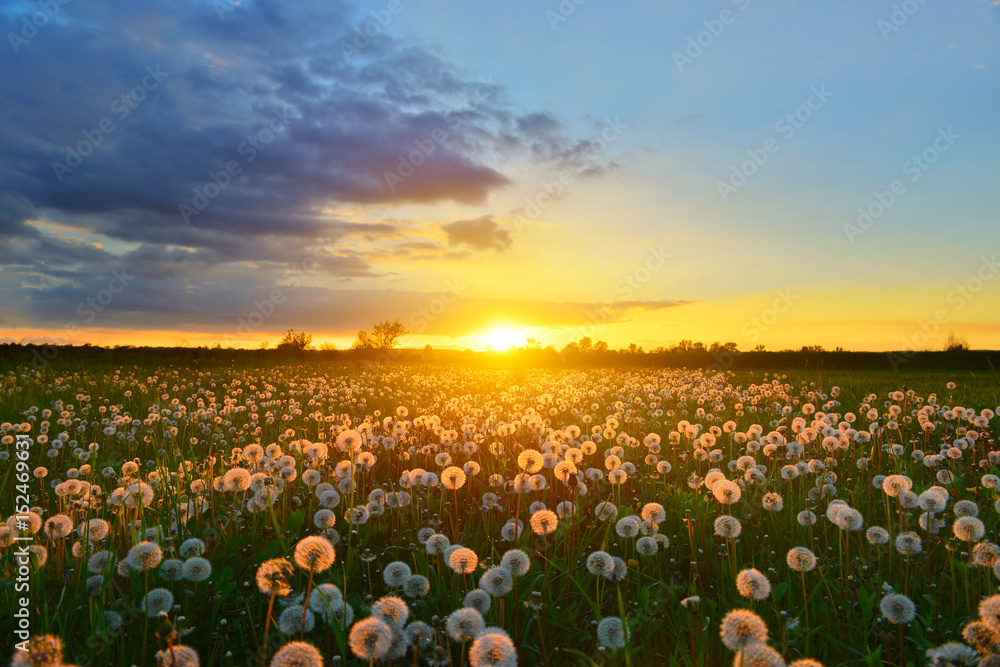 Obraz premium Dandelions