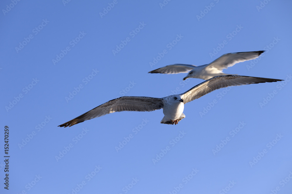 Obraz premium Seagulls flying at blue clear sky