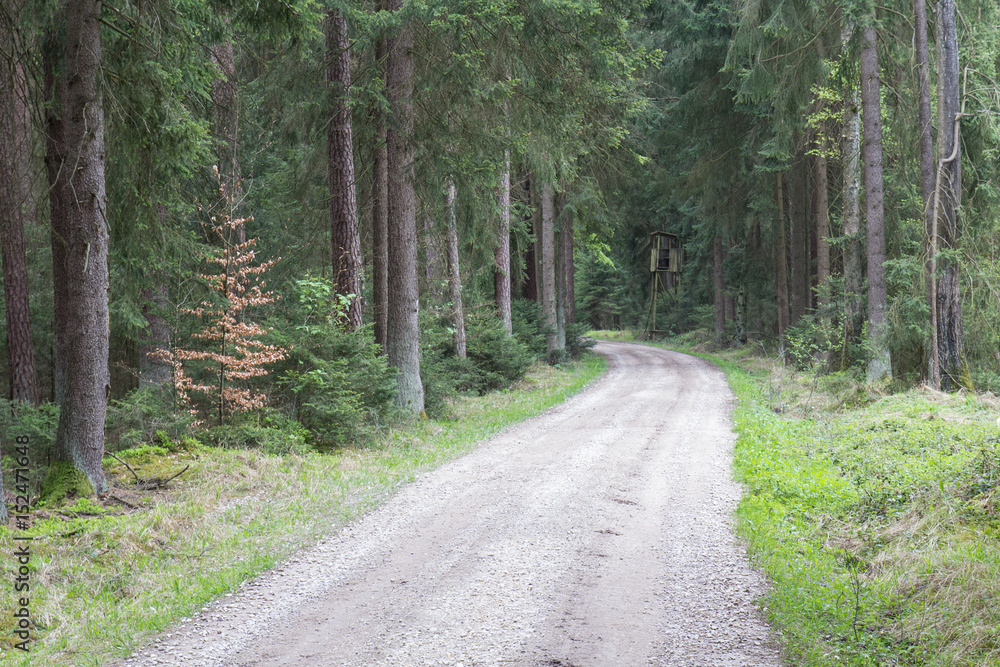 Obraz premium forest in spring