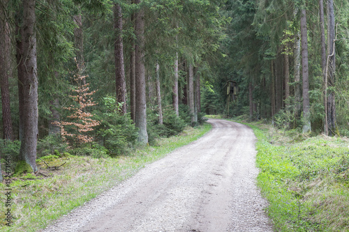 forest in spring