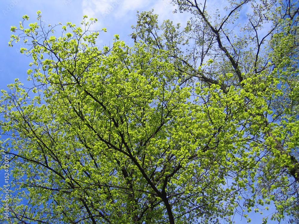 blue sky and trees blue sky and trees