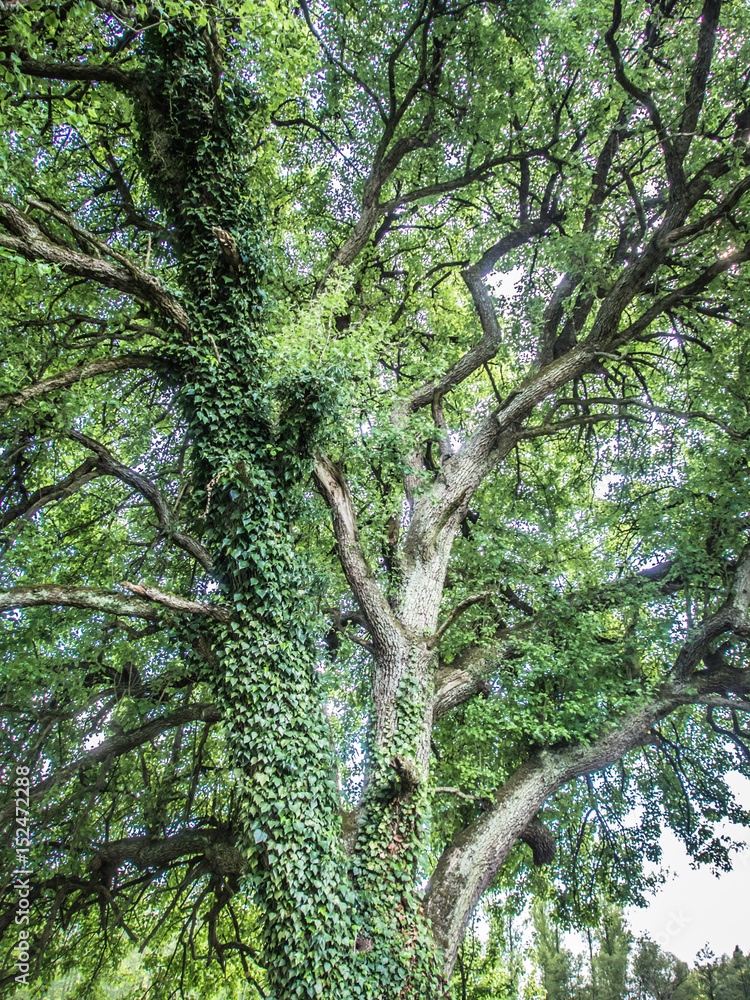 Fototapeta premium Wald