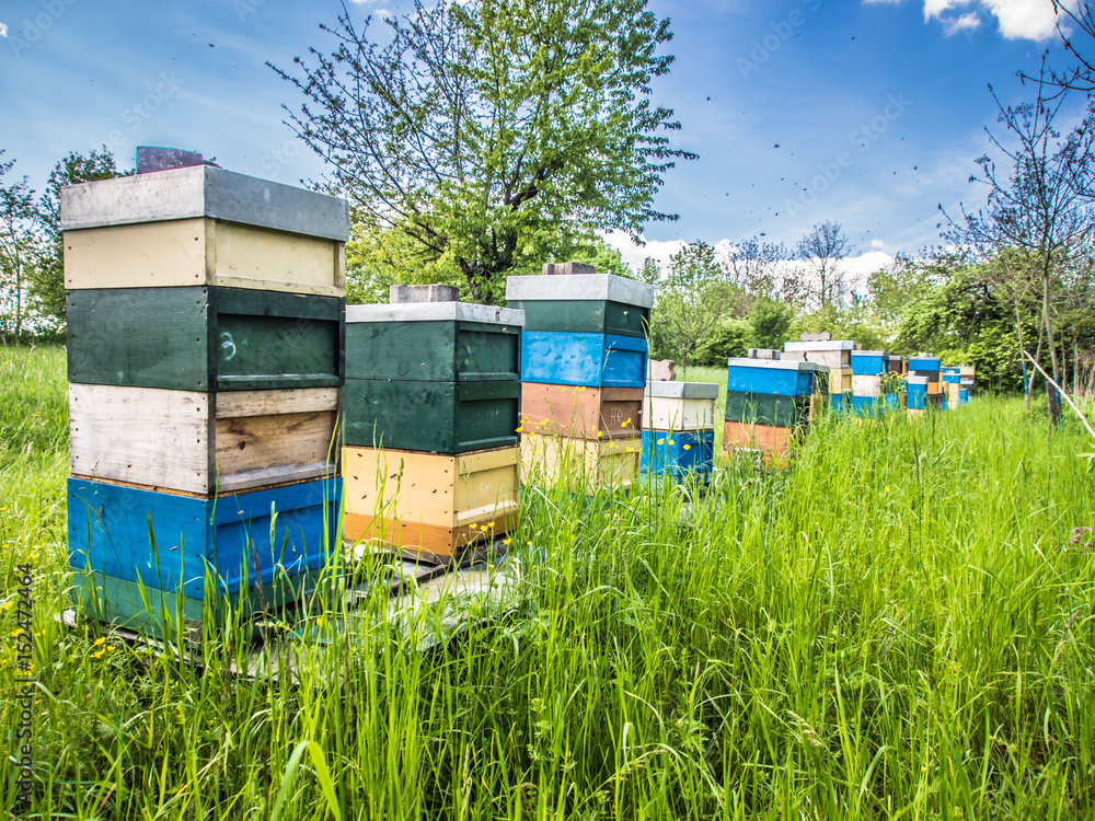 Bienenkästen im Frühjahr Bienenkästen im Frühjahr