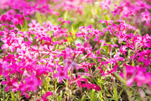 Beautiful background with purple flowers phlox close-up