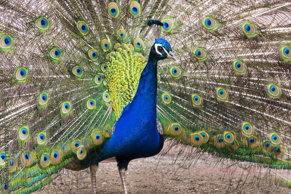 Obraz premium Beautiful peacock male showing bright colorful feathers