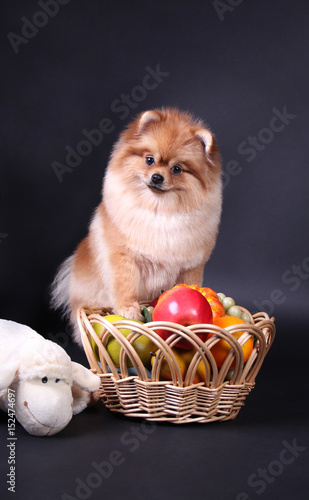 pomeranian