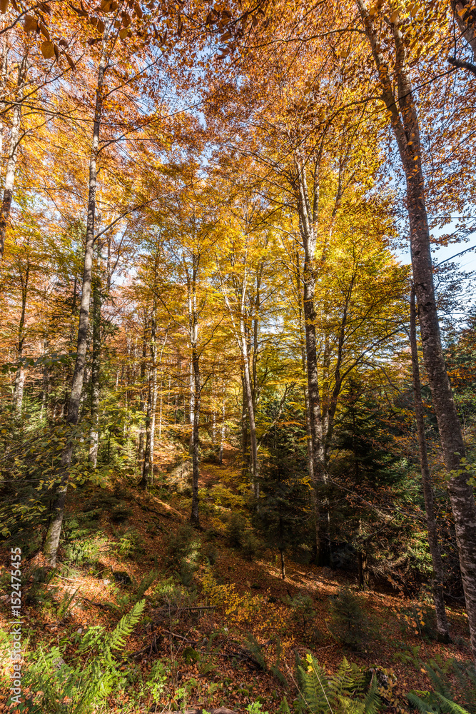 Majestic landscape with autumn trees in forest