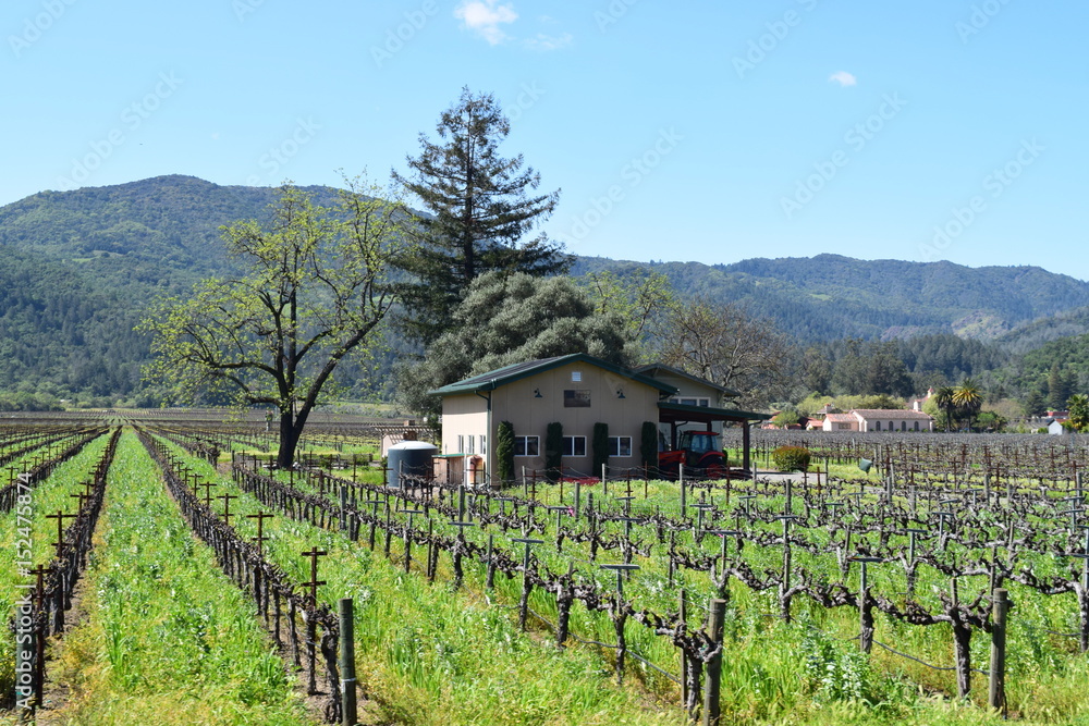 Napa Valley Vineyard Stock Photo | Adobe Stock