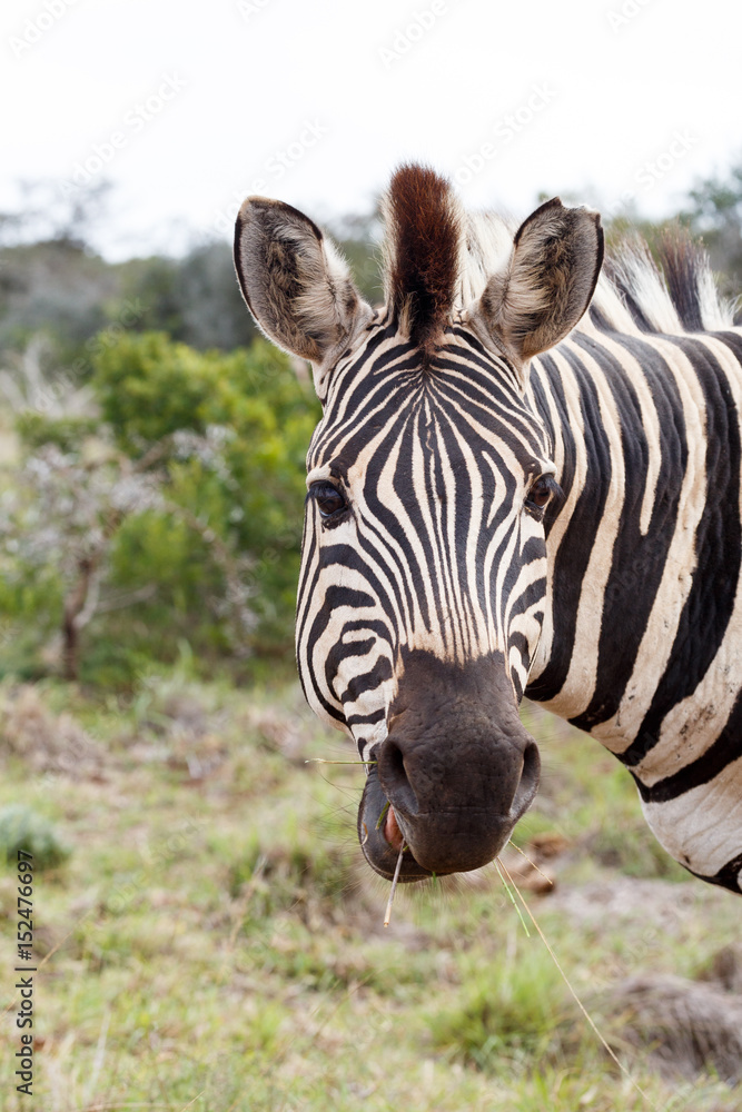 Fototapeta premium Zebra peaking for a photo