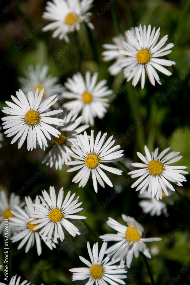 Many Common Daisies, Bellis perennis, in close up Many Common Daisies, Bellis perennis, in close up