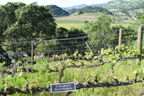 Cabernet Sauvignon Vineyard Vines
