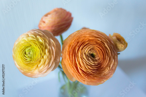 Fototapeta Naklejka Na Ścianę i Meble -  Bouquet of ranunculus in a vase on white background.