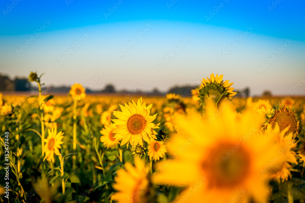 Obraz premium Sunflower in Field 3